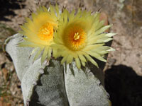 Astrophytum myriostigma