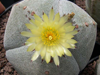 Astrophytum myriostigma