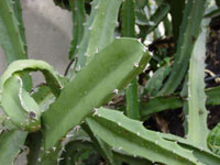 acanthocereus tetragonus