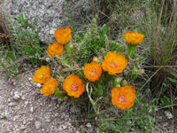 Austrocylindropuntia verschaffeltii