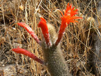 Cleistocactus acanthurus