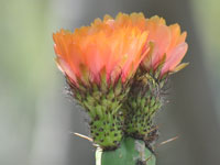 Corryocactus pulquiensis