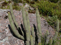 Cleistocactus buchtienii