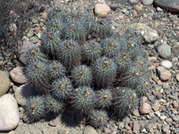 Copiapoa coquimbana