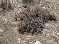 Corynopuntia guccinii