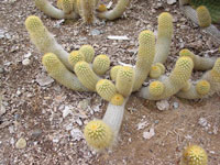Cleistocactus icosagonus