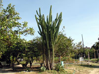 Cereus jamacaru