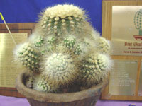 Copiapoa krainziana