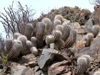 Copiapoa krainziana