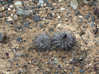 Copiapoa megarhiza