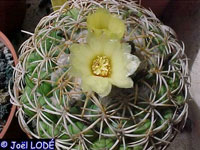 Coryphantha melleospina