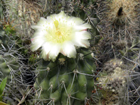 Copiapoa mollicula