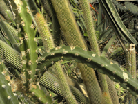 Corryocactus quadrangularis