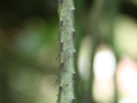 Disocactus aurantiacus