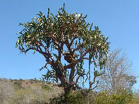 Dendrocereus nudiflorus