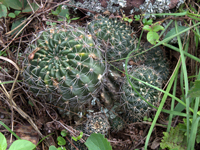 Echinopsis ancistrophora