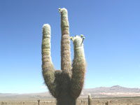 Echinopsis atacamensis