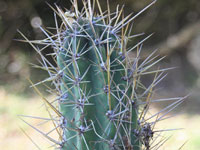 Echinopsis cuzcoensis