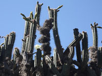 Echinopsis cuzcoensis