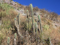 Echinopsis cuzcoensis