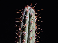 Echinopsis cuzcoensis