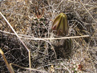 Echinocereus fendleri