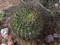 Echinopsis ferox