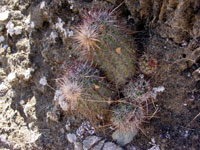 Echinocereus ferreirianus