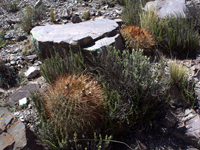 Echinopsis korethroides