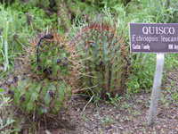 Echinopsis leucantha