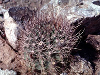 Echinopsis leucantha