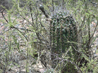 Echinopsis leucantha