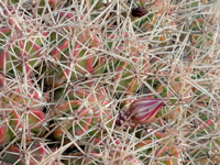 Echinocereus maritimus