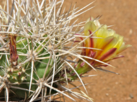 Echinocereus maritimus