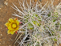 Echinocereus maritimus