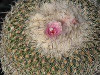 Epithelantha unguispina