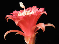 Echinocereus pensilis