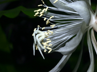 Epiphyllum pumilum