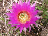 Echinocereus reichenbachii