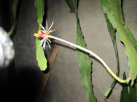 Epiphyllum rubrocoronatum