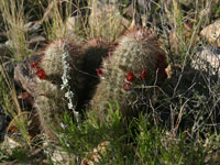 Echinocereus russanthus