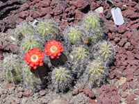 Echinocereus triglochidiatus