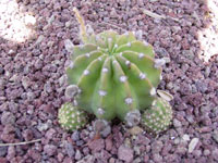 Echinopsis subdenudata