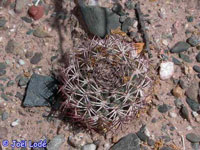 Echinopsis thionantha