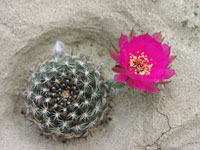 Echinopsis tiegeliana