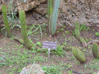 Echinopsis tunariensis