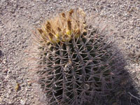 Ferocactus emoryi