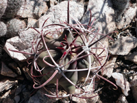 On-line Guide to the positive identification of Members of the Cactus ...