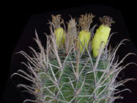 Ferocactus santa-maria