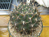 Gymnocalycium borthii